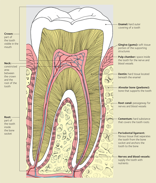What’s Involved in a Root Canal? Moore Family Dental | Amherst Dentist